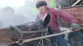 Элчи балбан Кокбел айылында болгон улакта бир Тоого таштады #кыргызтан #казакыстан #кокбору #рек
