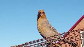 Щуры