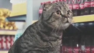 супер кот смешное видео про котов