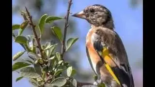 الحسون التوغزاوي لخالد سليم المراكشي ( الحسون الكوبرية)