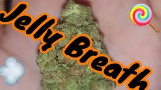 💨 jelly breath💨 strain review 2020 #cannabis #UKreview