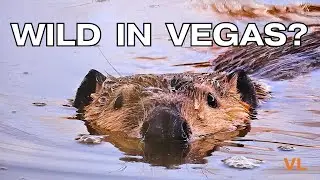 Do Beaver Live in Las Vegas: An Amazing Discovery
