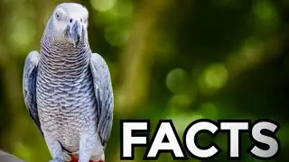 African Grey Parrot is a Lead Singer in a Band | Amazing Random Facts