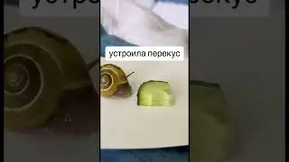 Неожиданная концовка! Улитка не ожидала такого !