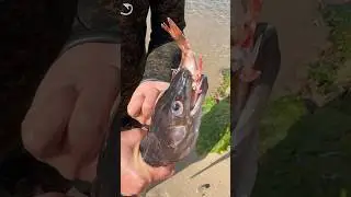 the DEAD SUFFOCATED fish 