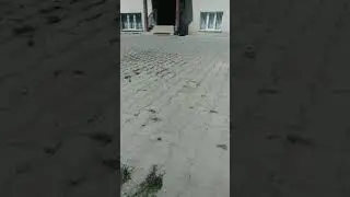 (Sevinçten ağlıyor)Sahibine uzun zaman sonra kavuşan köpek ağlıyor