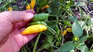 Aji Lemon (Lemon Drop). Сорт острого перца