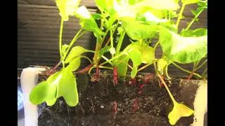Radish Time Lapse -- seed to harvest in 33 days