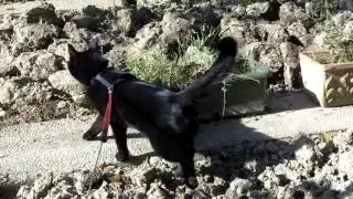Bi pistolina va a passeggio