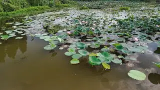 Flying Yilong Lakes National Wetland Park in ShiPing, Yunnan, China｜4K HDR ｜Aerial photography ｜