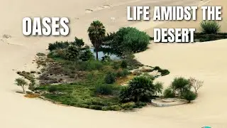 Oases Unveiled: Life Amidst the Desert's Heartbeat