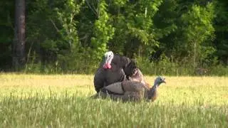 Alabama Turkey Hunt  (Dubbed Audio)