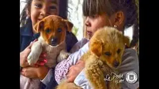V Concurso Internos Mascotas 2015