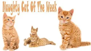 Cat Meowing 😺😺 || Cat Voice || Cute Cat Voice Short Video #shorts #cat #catlover