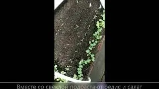Свекла в теплице от семян до урожая