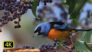 Birds and their relaxing sounds - 4K