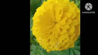 17 December 2024   Garden view  #short #short video