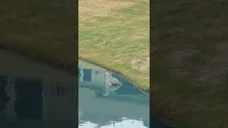 Техасское чудо ловит рыбку у фонтана