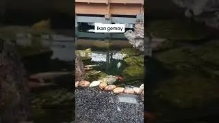 Ikannya kehujanan