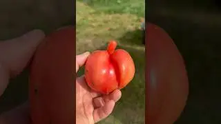 ХРЕНОВЫЙ помидор😀😀😀🤣🤣🤣🤣 не ВЫРОС