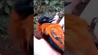 Is Bird Ko Kabhi Mat Chhuna 😲
