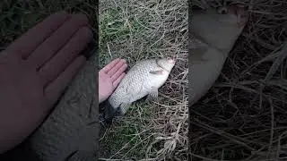 Сезон по мирной рыбе открыт 