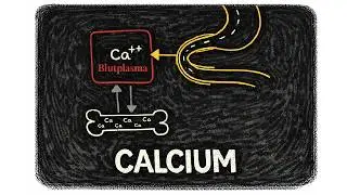 Calciumstoffwechsel einfach erklärt