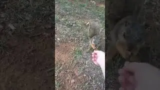 Making Squirrel Friends