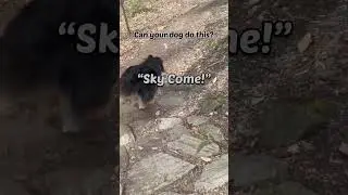 Teach your dog “come”! #dogtraining #recalltraining #dog