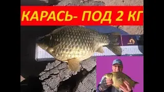 ХЕРАБУНА -  КАРАСИ- ПОД 2 КГ...!!!!へら