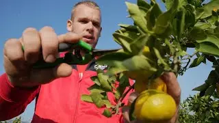 Zašto su mandarine iz doline Neretve najbolje na svijetu?
