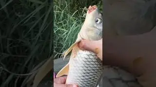 fishing #fishingvideo #fish #fishhunting #harvest #adventure #funny #foryou #asia
