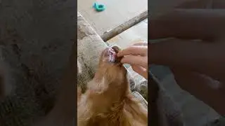 Сонная собака 🐕
