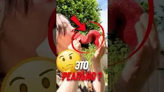 🍓 Самая странная клубника в МИРЕ!