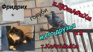 Кот Сёма его друзья голуби,паук Фридрих и мама Клава.