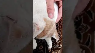 кот мурлыкает)