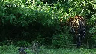 Tiger in hunting mode . A small ,slow motion video .