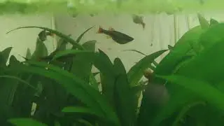 Smol Fish Parents