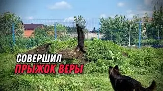 ВОЛЬЕР ДЛЯ ОВЧАРОК ПОЧТИ ГОТОВ