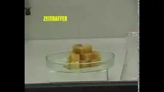Küp şekerin üzerine sülfirik asit dökülürse ne olur?