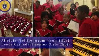 Alleluia: Tollite jugum meum