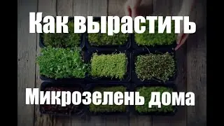 Как вырастить микрозелень дома