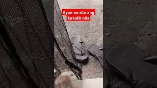 Ayan na sila Ang kukulit