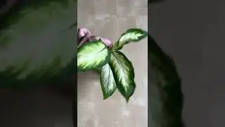 Диффенбахия #СадДача