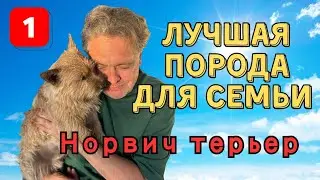 The Norwich Terrier is an ideal dog for the home.