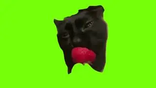 green screen cute cat eating strawberry