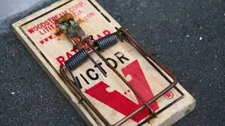 Pest Management