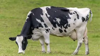 Is It A Sandwich?: 