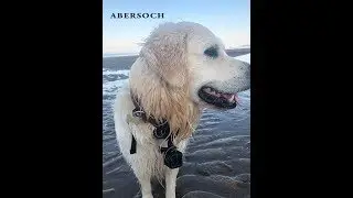 Chester the Golden Retriever goes to Abersoch Beach