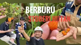 VLOG 02 - MENCARI STOBERI HUTAN YANG SUDAH LANGKA